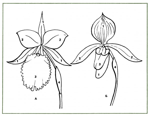 Цветы орхидей