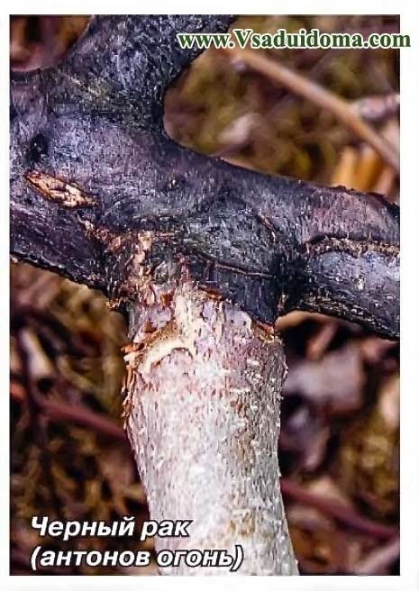 Болезни плодовых деревьев и их лечение: фото и описание