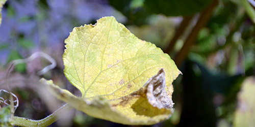 Желтые листочки на огурцах
