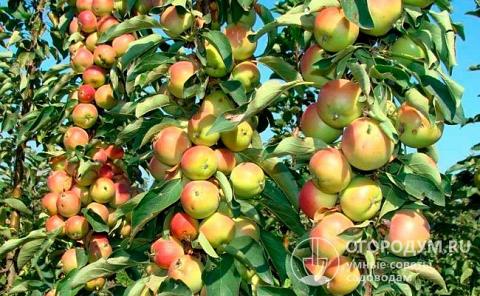 Колонновидные яблони являются растениями «интенсивного» типа и реагируют на отсутствие таких процедур как обрезка даже более болезненно, чем их «традиционные» сородичи