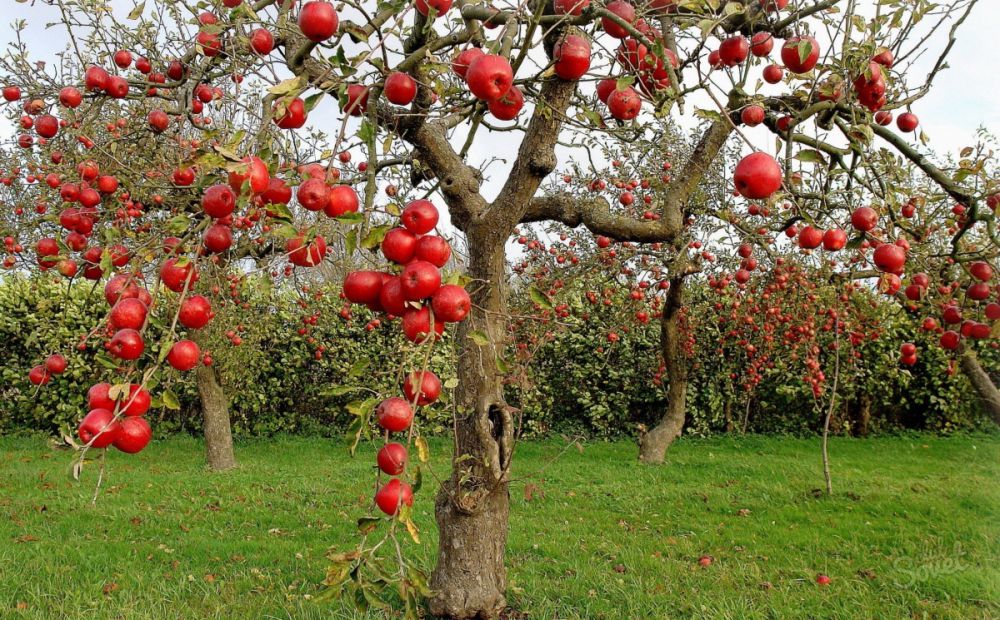 Обрезка колоновидной яблони осенью: схема для начинающих, в картинках, пошагово, блаоприятные и неблагоприятные дни, уход, чем замазать срезы
