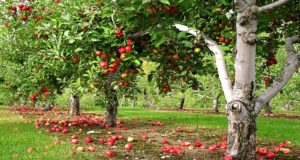 Как правильно обрезать яблоню осенью