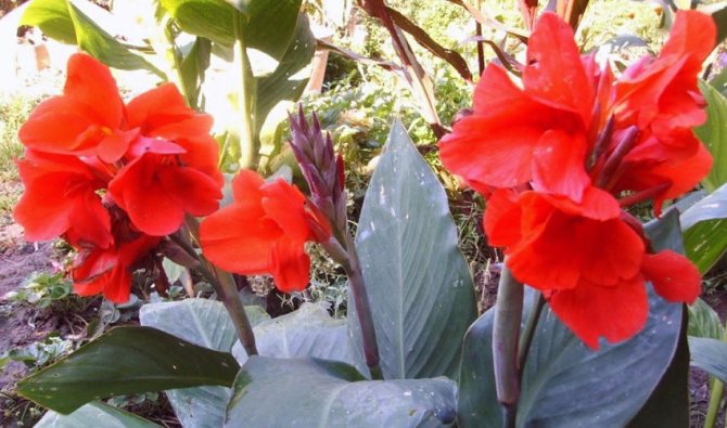 Как сохранить цветок канна зимой не выкапывая. как хранить канны зимой в домашних условиях или в погребе