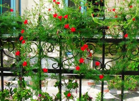 Посадка и уход за ипомеей многолетней — самой известной садовой лианой