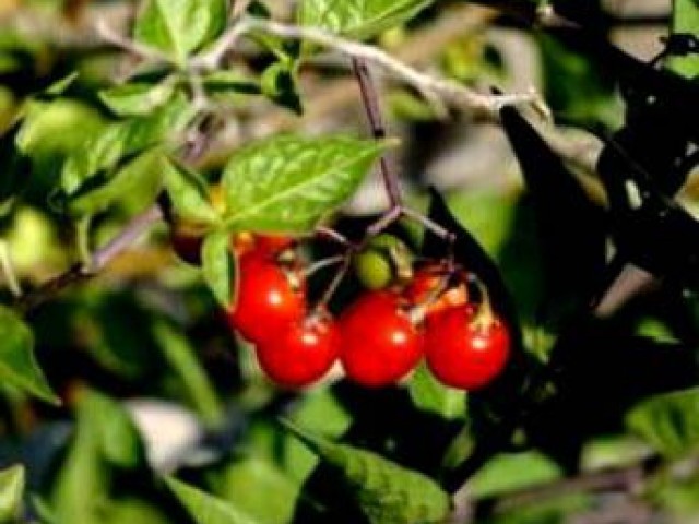 Красные ягоды - названия, сорт ягод, описание +фото