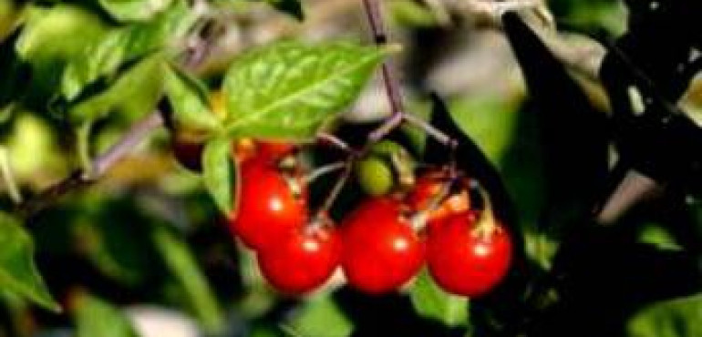 Красные ягоды - названия, сорт ягод, описание +фото
