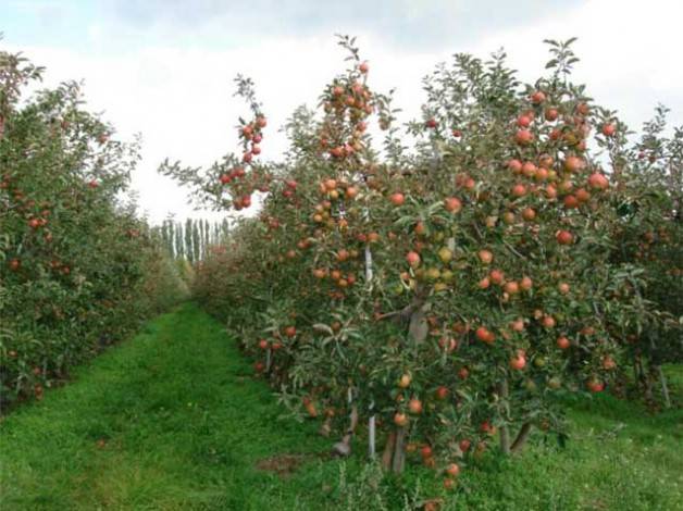 Низкорослые яблони для Подмосковья - сорта, урожай, особенности выращивания и ухода