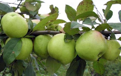 Низкорослые яблони для Подмосковья - сорта, урожай, особенности выращивания и ухода