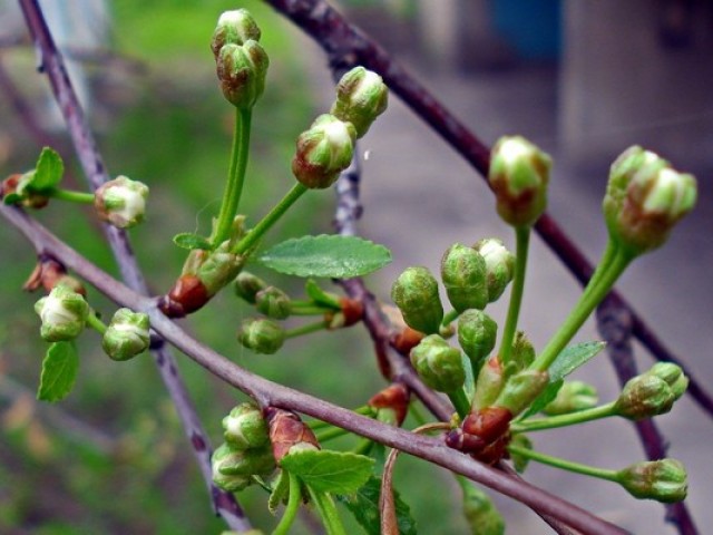 Обработка вишни весной от болезней и вредителей - как и чем обработать и опрыскать вишни.