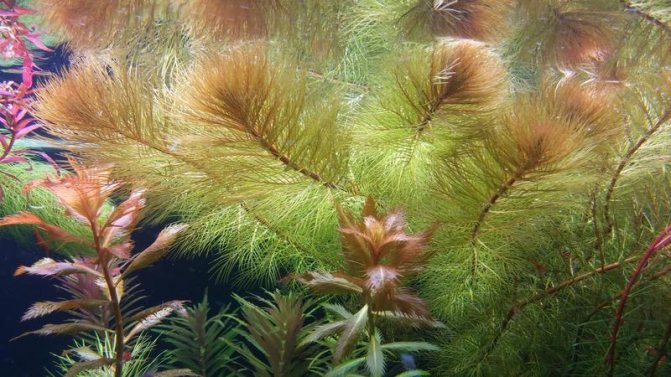 Перистолистник: оригинальное аквариумное растение, виды, особенности ухода