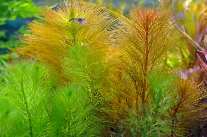 Перистолистник: оригинальное аквариумное растение, виды, особенности ухода