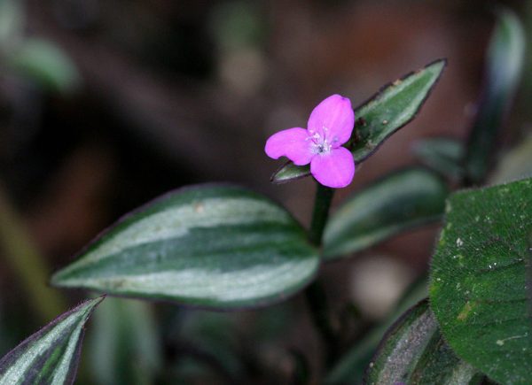 Мелкий пурпурный цветок на растении с полосатыми листьями. 