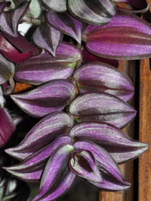 Цветок традесканция: виды комнатного растения, фото и видео ухода в домашних условиях