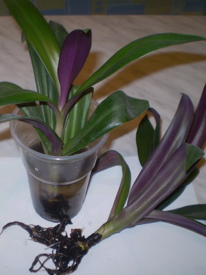 Цветок традесканция: виды комнатного растения, фото и видео ухода в домашних условиях