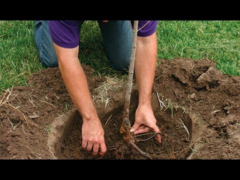 Шелковица: выращивание и уход, посадка в саду, обрезка, прививка, виды и сорта, фото