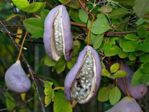 Акебия: выращивание и уход, фото шоколадной лианы