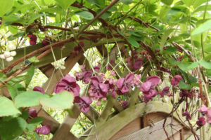 Акебия или шоколадная лиана Выращивание и уход на даче и дома Зимостойкость и подготовка к зиме