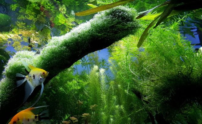 Элодея аквариумное растение: описание, содержание, фото, где растет, строение, как выглядит, уход
