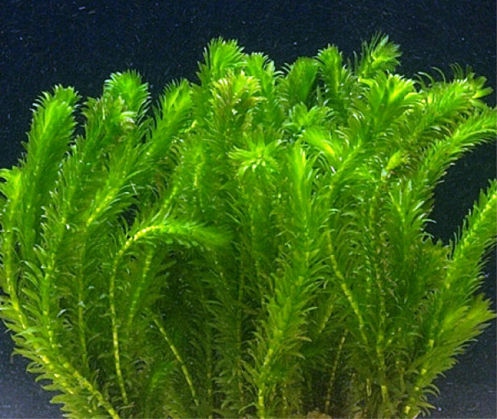 Элодея аквариумное растение: описание, содержание, фото, где растет, строение, как выглядит, уход