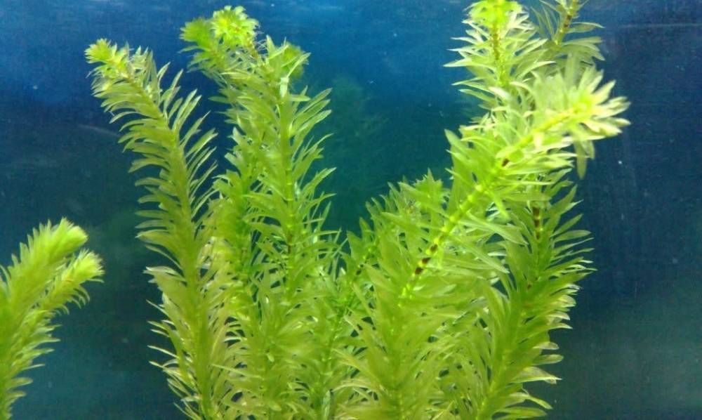 Растение элодея: содержание в аквариумной среде, некоторые виды