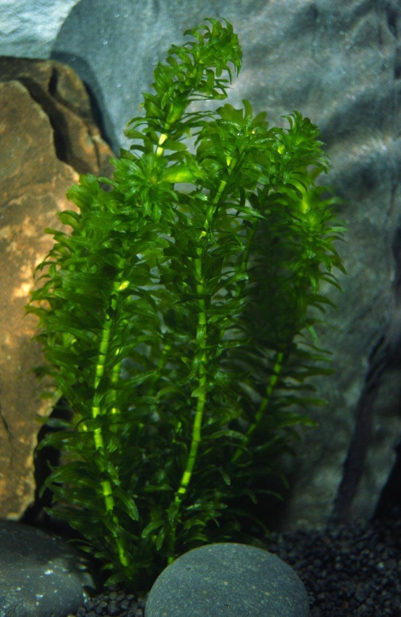 Аквариумное растение элодея: виды и условия содержания