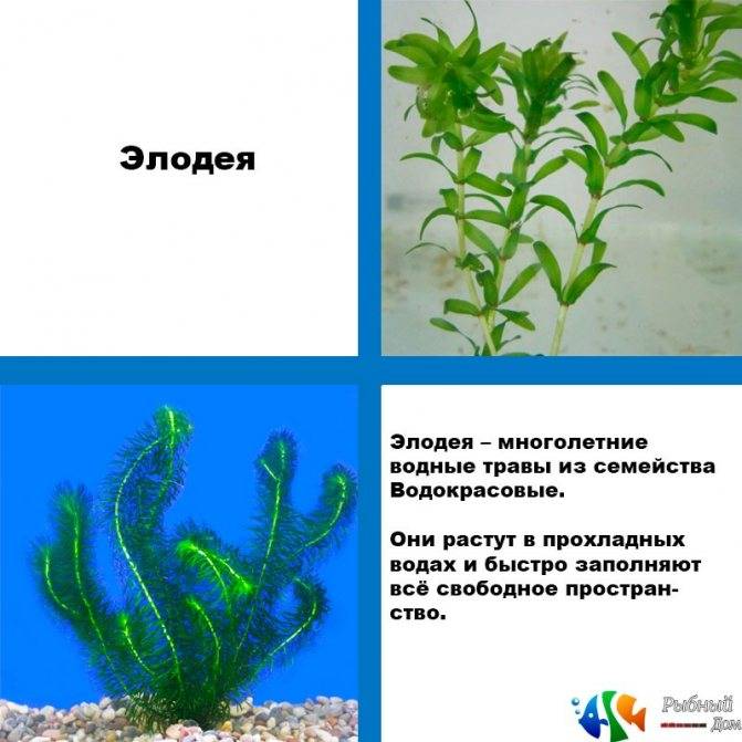Аквариумное растение элодея: фото и описание, уход и содержание, виды и размножение