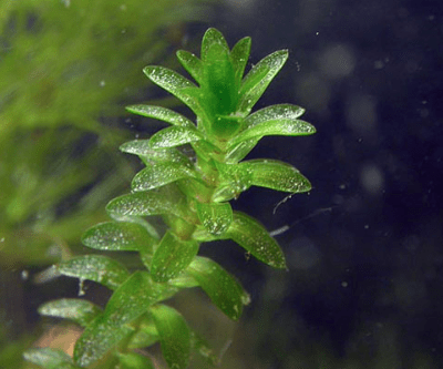 Лист аквариумной элодеи под микроскопом