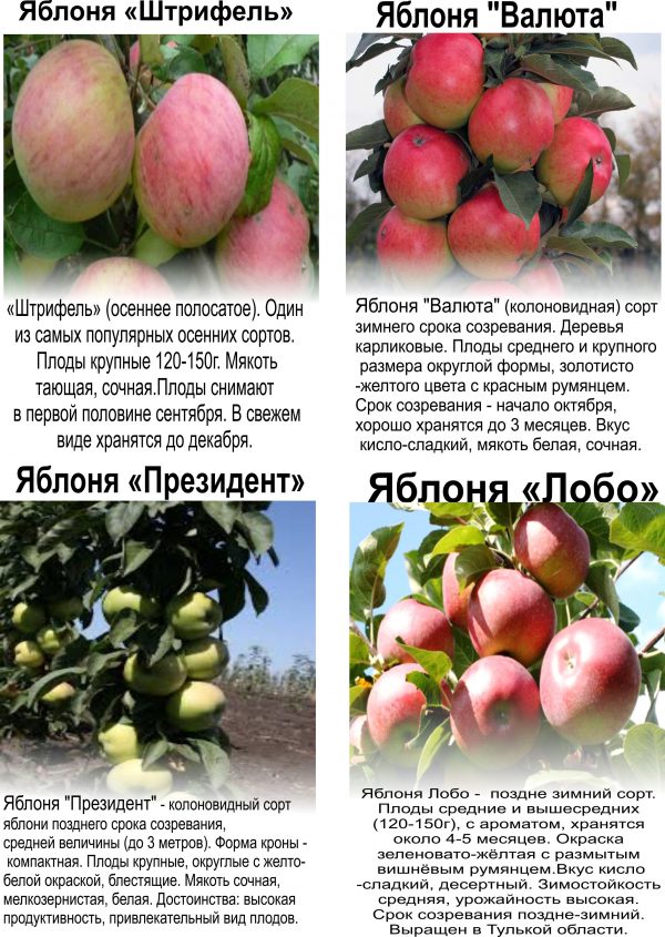 Колоновидная яблоня: описание, фото, выращивание, сорта