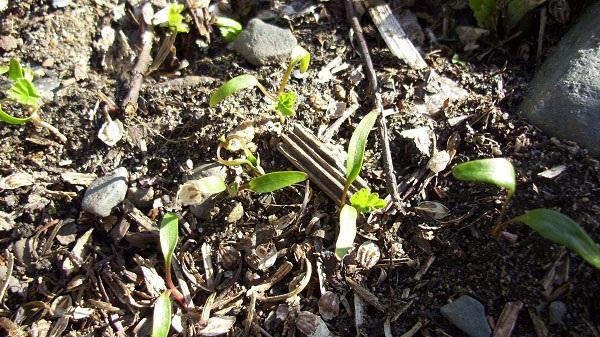 Арабис выращивание. посадка и размножение арабиса. как размножается арабис альпийский