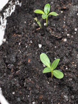 Барвинок: посадка и уход, фото в открытом грунте, выращивание и размножение сорта, сочетание в ландшафтном дизайне