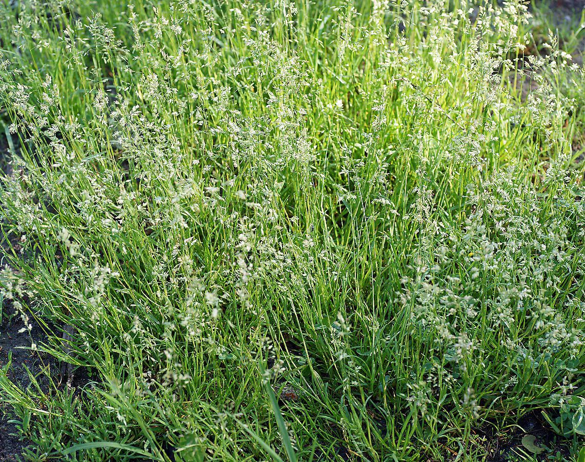 Мятлик луговой: описание газонной травы, посев и выращивание, виды с фото