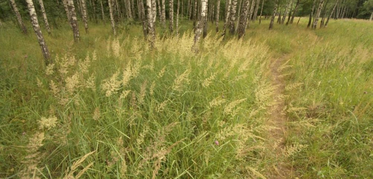 Мятлик луговой: описание газонной травы, посев и выращивание, виды с фото