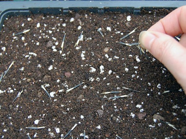Как собрать семена бархатцев и отсеять пустые семена в домашних условиях