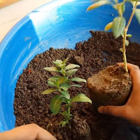 Катарантус - выращивание из семян через рассаду и ее высадка в открытый грунт