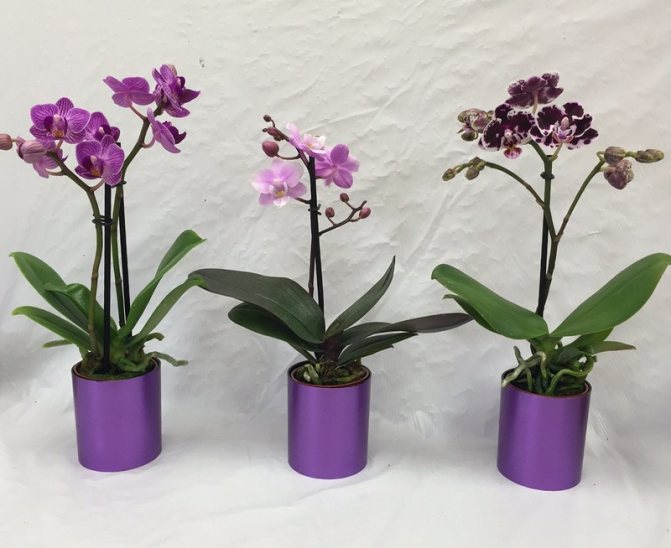 Пересадка орхидеи после покупки: нужно ли это принесенному из магазина растению, когда и как правильно провести в домашних условиях, а также последующий уходДача эксперт
