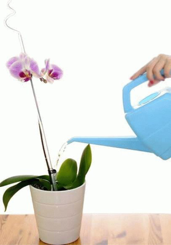 Обычный полив орхидеи