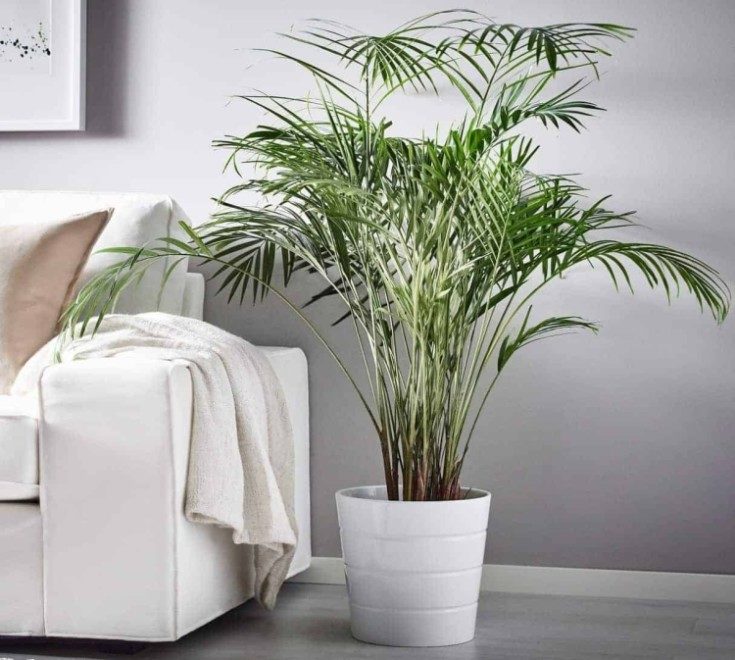 (+79 фото) Декоративная комнатная пальма в интерьере