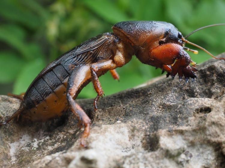 Основные отличия личинок майского жука и медведки. Борьба с насекомыми, фото