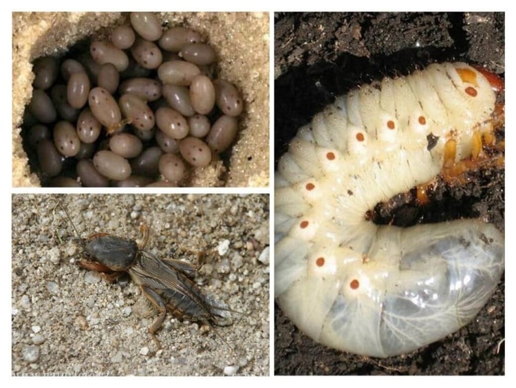 Основные отличия личинок майского жука и медведки. Борьба с насекомыми, фото