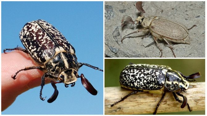 Личинки майского жука – фото и описание, как бороться