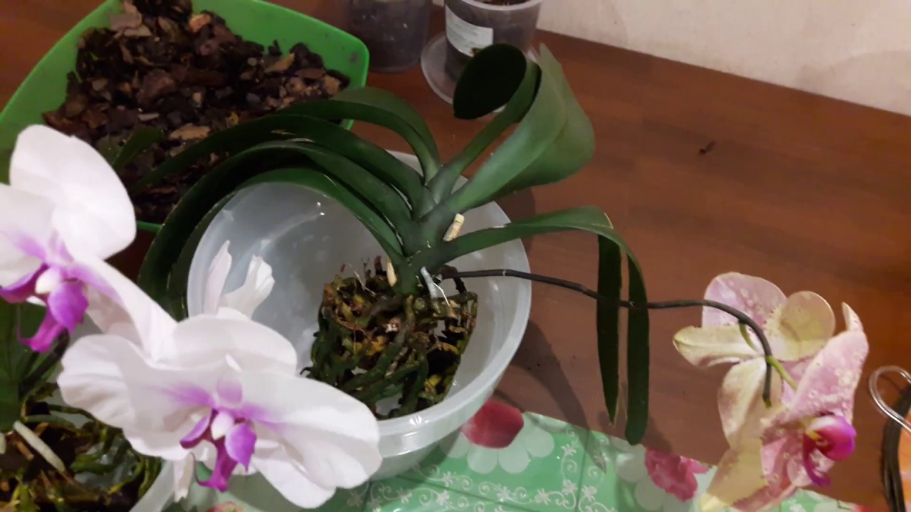 как сказывается на развитии пересадка орхидеи во время цветения фото 1