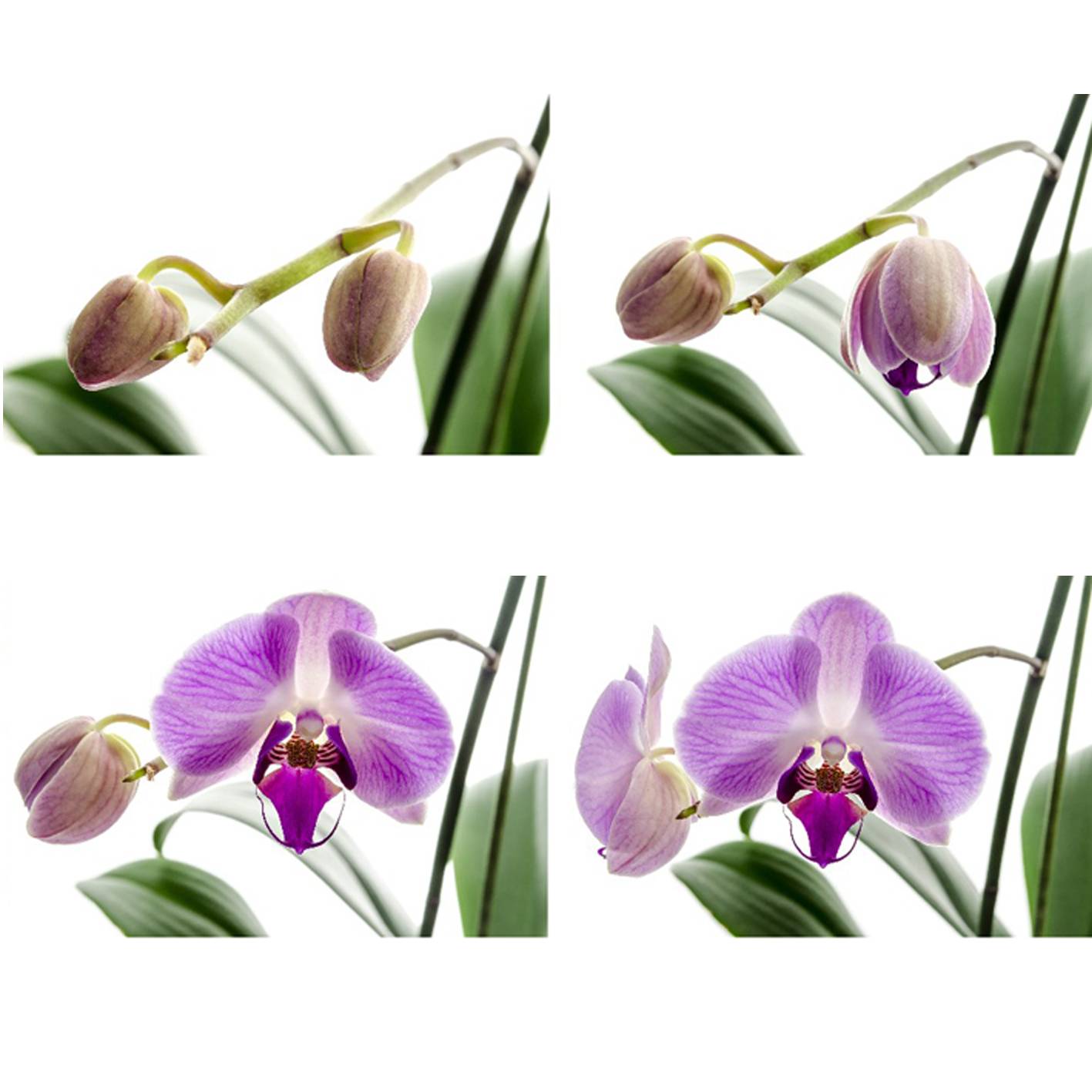Варианты пересадки орхидеи во время цветения: примеры в домашних условиях