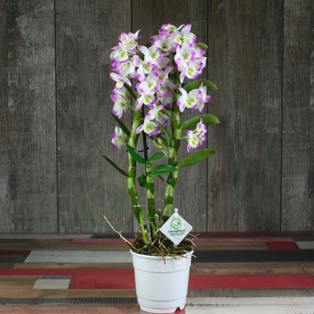 Особенности пересадки орхидеи: можно ди пересаживать цветущее растение и когда?