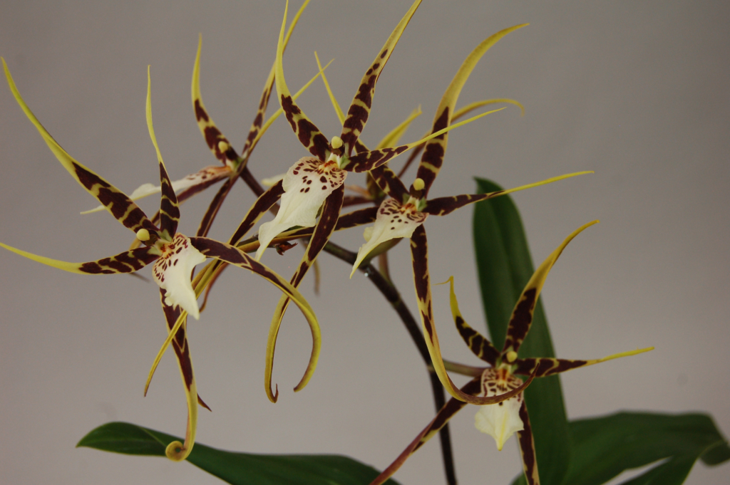 Особенности пересадки орхидеи: можно ди пересаживать цветущее растение и когда?