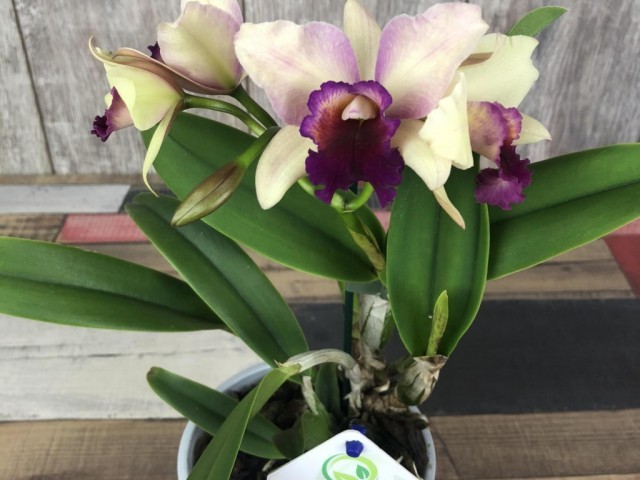 Варианты пересадки орхидеи во время цветения: примеры в домашних условиях