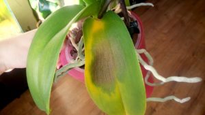 У орхидеи вянут листья: какие причины, что делать, профилактика