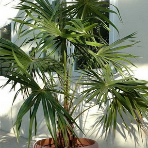 Домашние пальмы - разновидности комнатных пальм, фото с названиями, видео