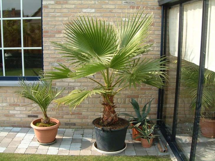 Домашние пальмы - разновидности комнатных пальм, фото с названиями, видео