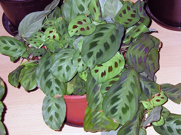 Растение маранта беложильчатая Керховена