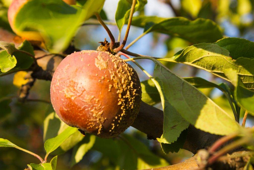 Обработка яблонь весной от болезней и вредителей: когда и чем опрыскивать сад